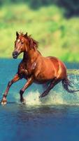 برنامه‌نما Running Horse Wallpaper HD عکس از صفحه
