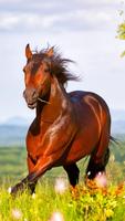 Running Horse Wallpaper HD imagem de tela 2