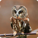 Mysterious Owl Live Wallpaper APK