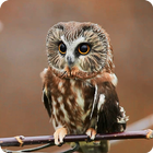 Mysterious Owl Live Wallpaper иконка