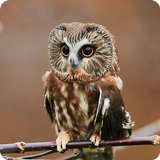 Mysterious Owl Live Wallpaper icône