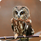 Mysterious Owl Live Wallpaper icono