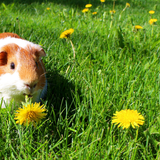 APK Audio Hog: Audio Focus Tool