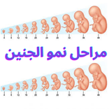 مراحل نمو الجنين