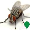 Fliegen APK