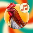Animals Ringtone