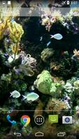 Natural Aquarium Wallpaper Affiche