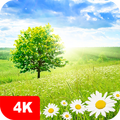 Nature Wallpapers 4K