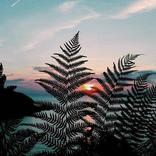 ”Nature Wallpapers