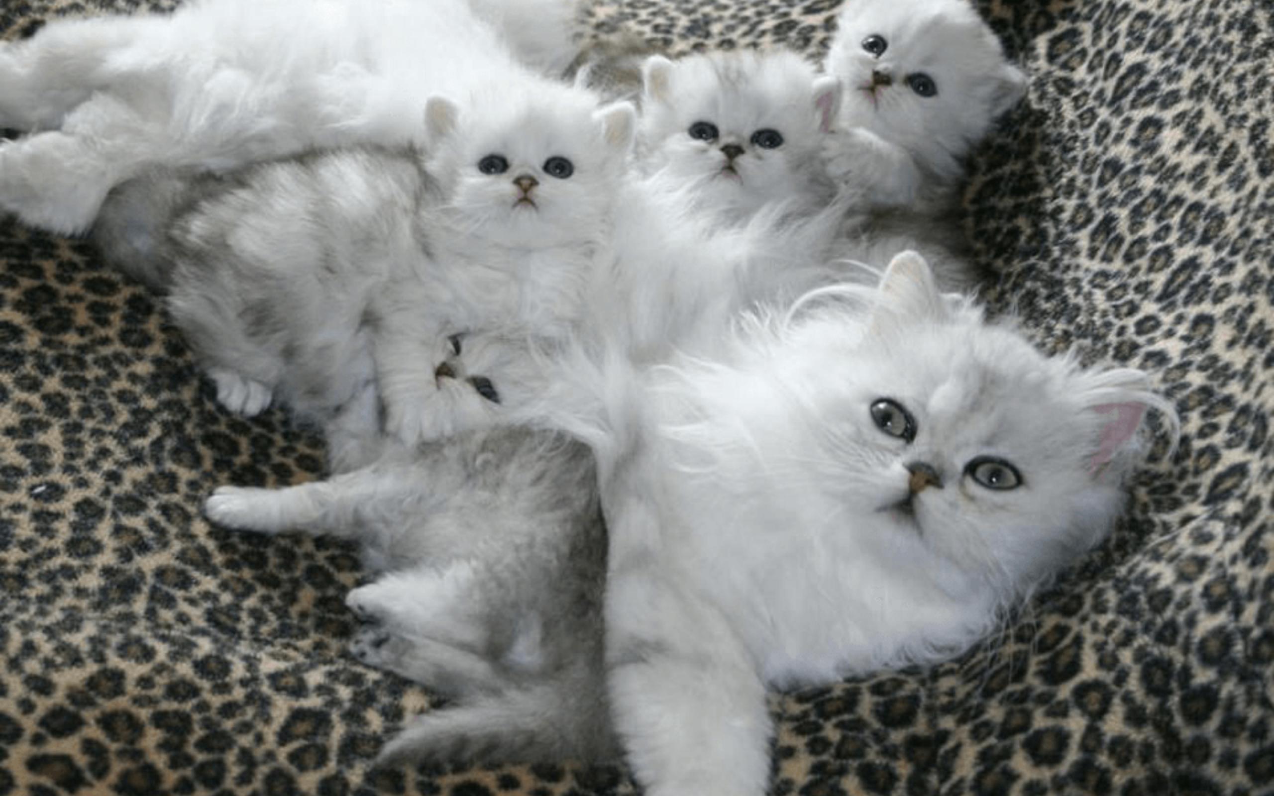 Белый тута. Много котят. Кошка с котятами. Пушистые котята.