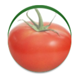 نبات حقول الطماطم