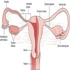 AZ Gynecology Ultrasound Guide icône