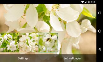 برنامه‌نما Flowering pear Wallpaper عکس از صفحه