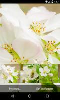 Flowering pear Wallpaper Poster