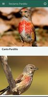 Reclamo Pardillo الملصق