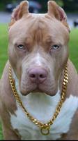 Fondos de Pitbull captura de pantalla 3