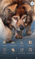 Hundeschule Schweiz poster