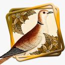 Kicau Perkutut Master ( Beautiful Turtledove) APK