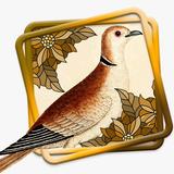 Kicau Perkutut Master ( Beautiful Turtledove) ícone