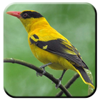 Kicauan Burung Terbaik 圖標