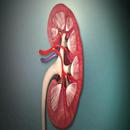 Top Foods For A Healthy Kidney APK