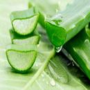 Health Benefits of Aloe Vera APK