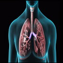 Healthy Foods For Lungs-APK