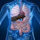 How To Detoxify Your Body APK