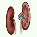 Home Remedies For Kidney Stone APK