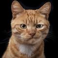 Funny Cats and Dogs