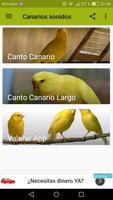 پوستر Canarios cantos varios