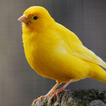 Canario canto