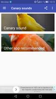 Canary Singing poster