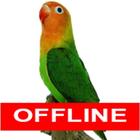 Training Kicau Lovebird Masteran Offline آئیکن