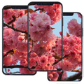 Blooming Tree Wallpaper