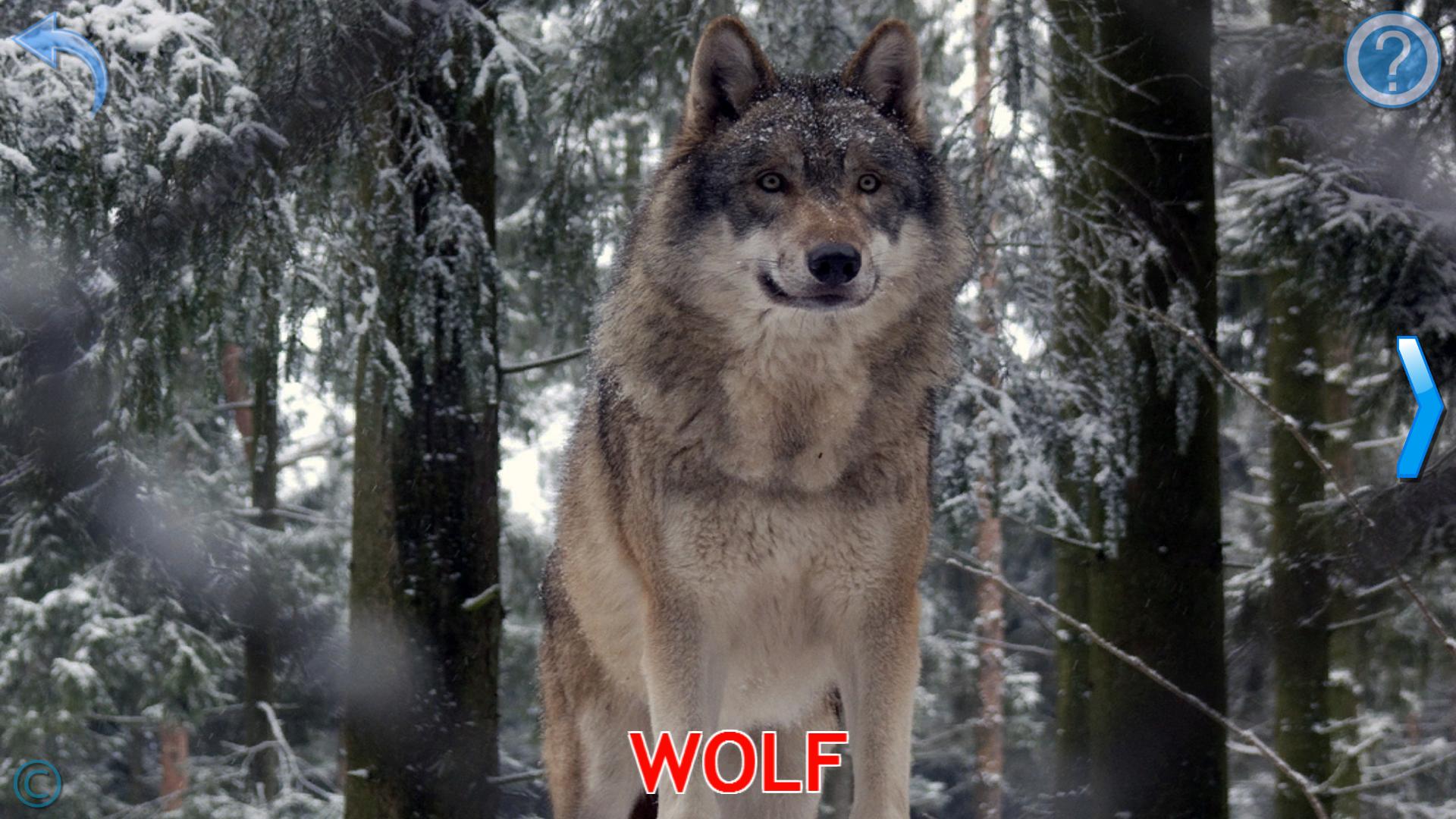 Звуки лесных обитателей. Волк. Звуки лесных животных. Малыш учит животных и их звуки. Славянский волк.