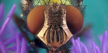 Microcosm Secrets Quiz