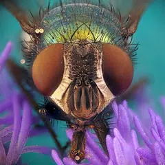 Microcosm Secrets Quiz XAPK download