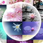 Flowers Timelapse Theme آئیکن