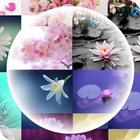 Flowers Timelapse Theme icône