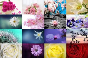 Flowers Timelapse Theme Affiche