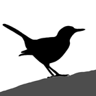 Bird ID Master icon