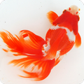 Japanese goldfish