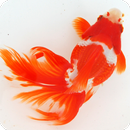 Japanese goldfish APK