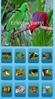1 Schermata pappagallo effetti sonori
