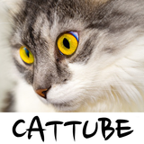 CatTube - 猫の品種のビデオ アイコン