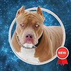 Hình nền chó Pitbull biểu tượng
