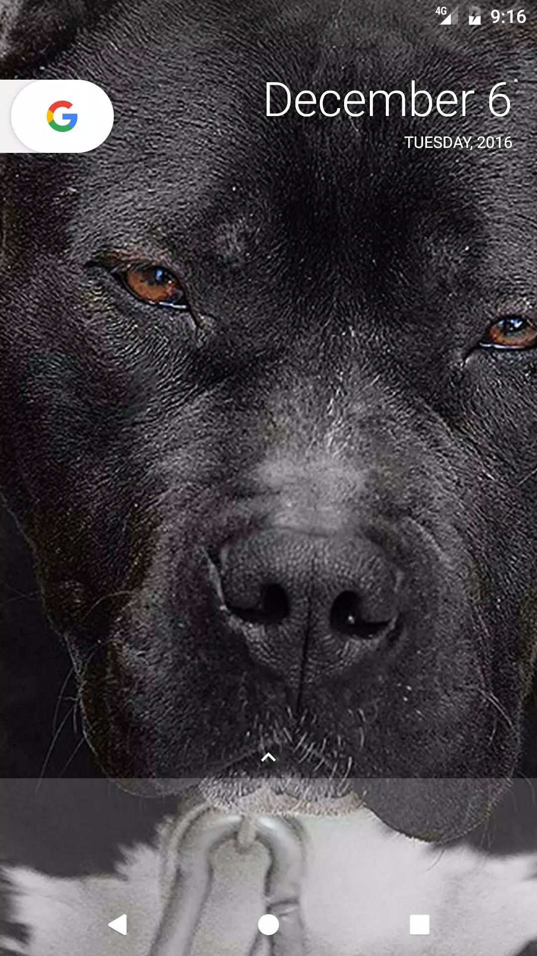 Pitbull Wallpapers APK for Android Download Pitbull Wallpapers APK for Android Download