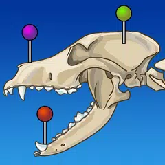 vet-Anatomy APK 下載