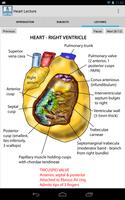 Anatomy Lectures screenshot 3